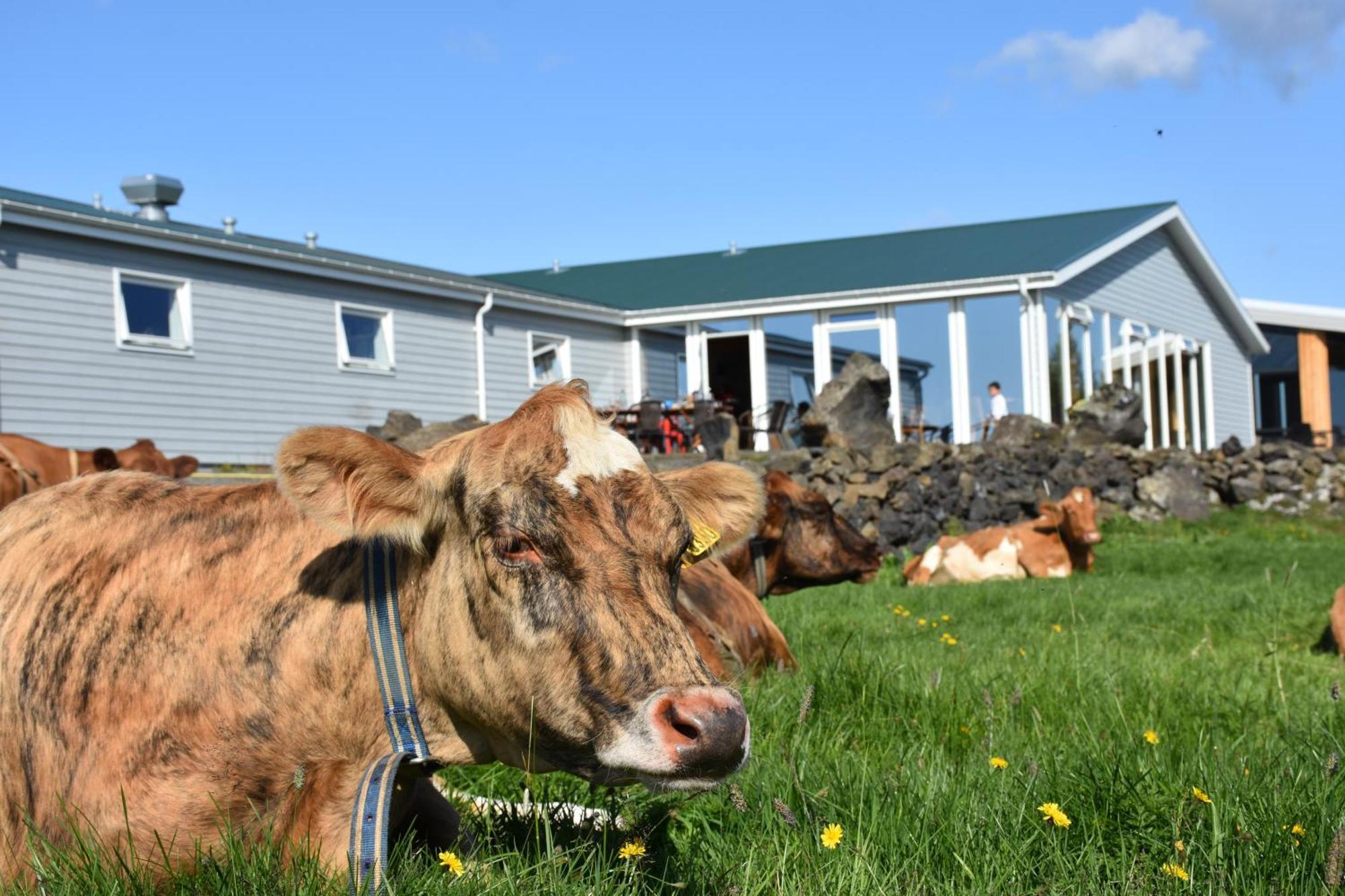 Vogafjos Farm Resort Mývatn Zewnętrze zdjęcie