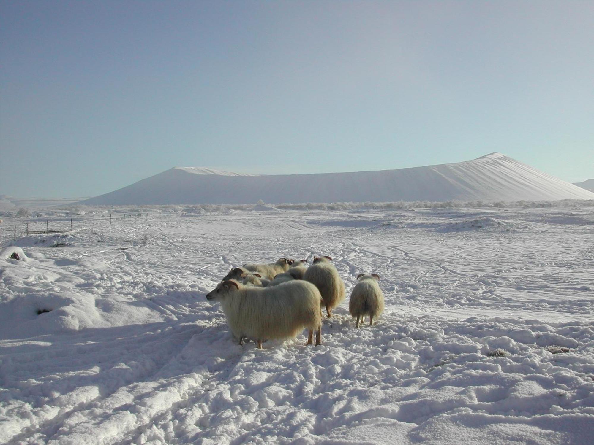 Vogafjos Farm Resort Mývatn Zewnętrze zdjęcie